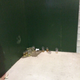 Image for article titled Fans At Wrigley Field Are Resorting To Peeing In Cups